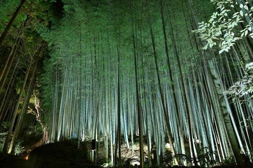 🌳 다케오의 왕녹나무(다케오노오쿠스) 이미지 7